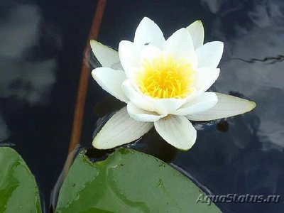 Кувшинка белая (Nymphaea alba)