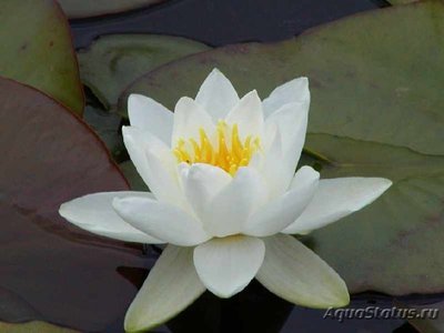 Кувшинка белая (Nymphaea alba)
