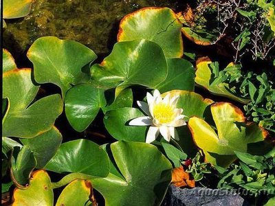 Кувшинка белая (Nymphaea alba)