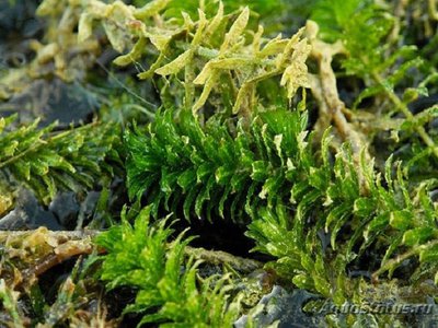 Гидрилла мутовчатая (Hydrilla verticillata)