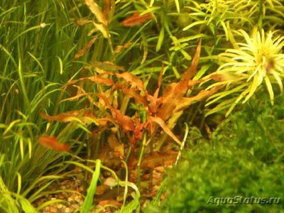 Мурдания красная ( Murdannia sp.red )