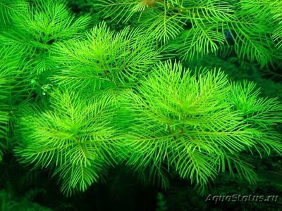 Перистолистник матогросский зеленый (Myriophyllum matogrossense «Green»)