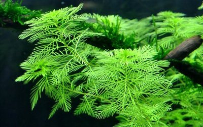 Перистолистник матогросский зеленый (Myriophyllum matogrossense «Green»)