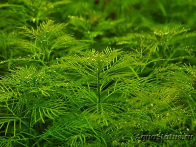 Перистолистник матогросский зеленый (Myriophyllum matogrossense «Green»)