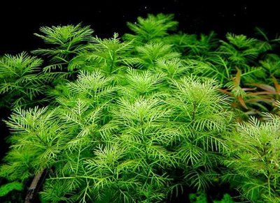 Перистолистник матогросский зеленый (Myriophyllum matogrossense «Green»)