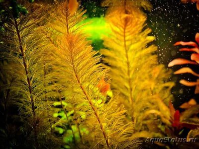 Перистолистник Рорайма (Myriophyllum sp. Roraima)