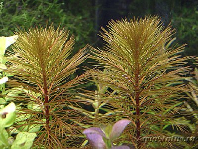 Перистолистник Рорайма (Myriophyllum sp. Roraima)
