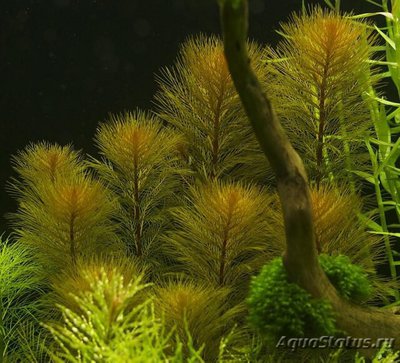 Перистолистник Рорайма (Myriophyllum sp. Roraima)