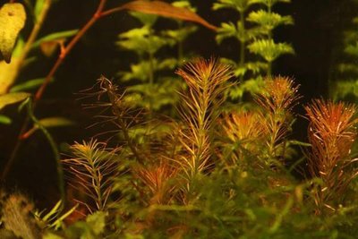 Перистолистник Рорайма (Myriophyllum sp. Roraima)