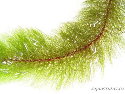 Перистолистник красностебельный ( Myriophyllum heterophyllum )