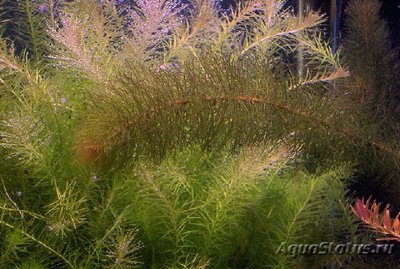 Перистолистник красностебельный ( Myriophyllum heterophyllum )