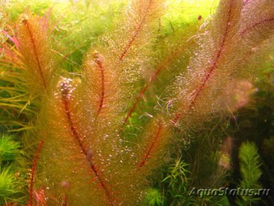 Перистолистник красностебельный ( Myriophyllum heterophyllum )