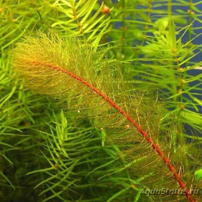 Перистолистник красностебельный ( Myriophyllum heterophyllum )