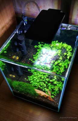 Фото AquaEl Shrimp Set Smart - дом для Рэдфайеров 20 литров Doctor_Zig  (photo#112694)