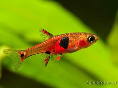 Фото Расбора Невус ,​ или Расбора земляничн­ая Boraras naevus  (photo#112735)