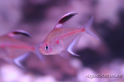 Тетра краснопятнистая ( Hyphessobrycon erythrostigma )