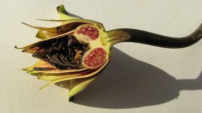 Нимфея Раджа (Nymphaea rudgeana)