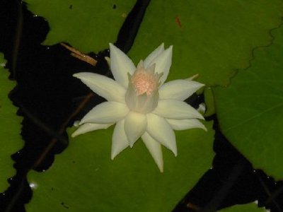 Нимфея Раджа (Nymphaea rudgeana)