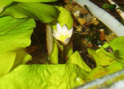 Нимфея Раджа (Nymphaea rudgeana)