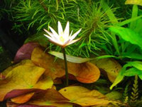 Нимфея Раджа (Nymphaea rudgeana)