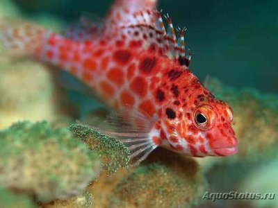 Кудрепер краснопятнистый (Cirrhitichthys oxycephalus)