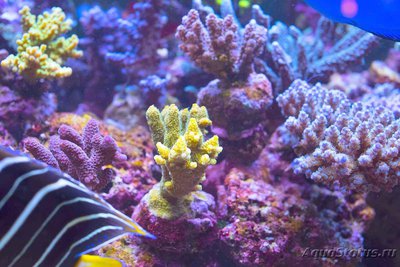 Фото Акропора миллепора Acropora millepora  (photo#112948)