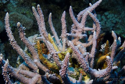 Фото Акропора Хемприха Acropora hemprichii  (photo#112953)