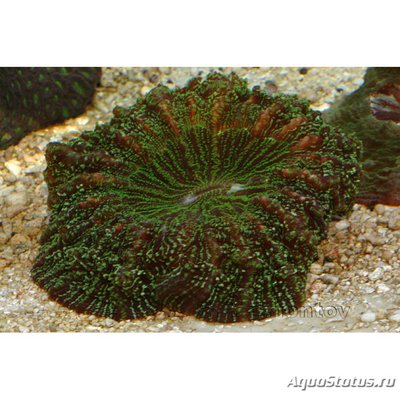 Фото Сколимия , или Акан­тофиллия зеленая Scolymia sp., Acantha­strea echinata  (photo#112954)