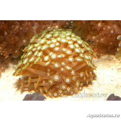 Фото Альвеопора Alveopora sp.  (photo#112958)