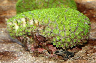 Фото Галаксея Galaxea sp.  (photo#113005)