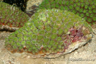 Фото Галаксея Galaxea sp.  (photo#113006)
