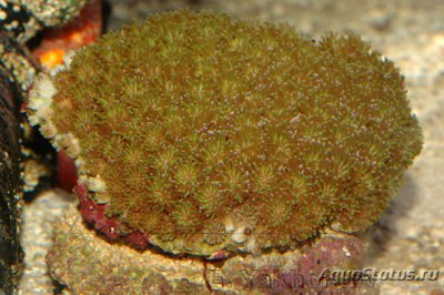 Фото Галаксея Galaxea sp.  (photo#113007)