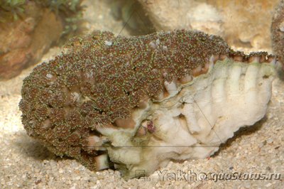 Фото Галаксея Galaxea sp.  (photo#113008)