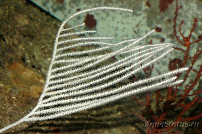 Фото Горгонария Ктеноцелла Ctenocella sp.  (photo#113048)