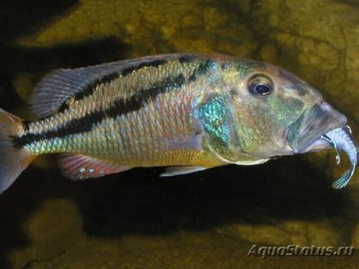 Аристохромис кристи (Aristochromis chri­styi)