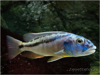 Аристохромис кристи (Aristochromis chri­styi)