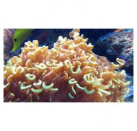 Эуфилия Молоточковая (Euphyllia ancora)