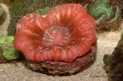 Цинарина (Cynarina lacrymalis)