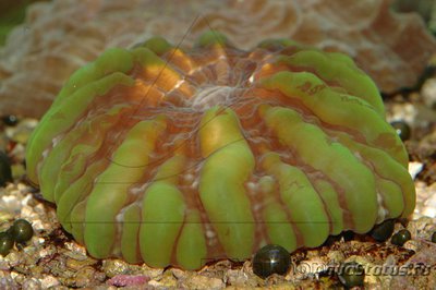 Цинарина (Cynarina lacrymalis)