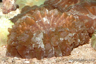 Цинарина (Cynarina lacrymalis)