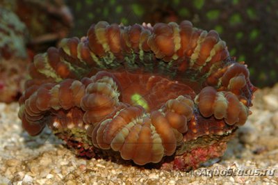 Цинарина (Cynarina lacrymalis)
