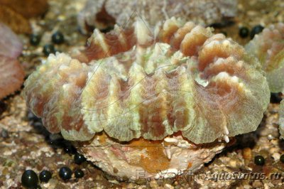 Цинарина (Cynarina lacrymalis)