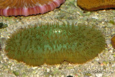 Фунгия (Fungia sp.)