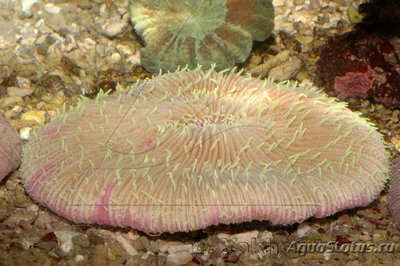 Фунгия (Fungia sp.)