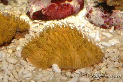 Фунгия (Fungia sp.)