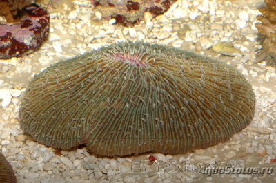 Фунгия (Fungia sp.)