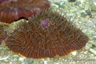 Фунгия (Fungia sp.)
