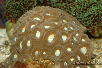Фавия (Favia sp.)