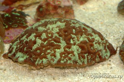 Фавия (Favia sp.)