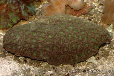 Фавия (Favia sp.)